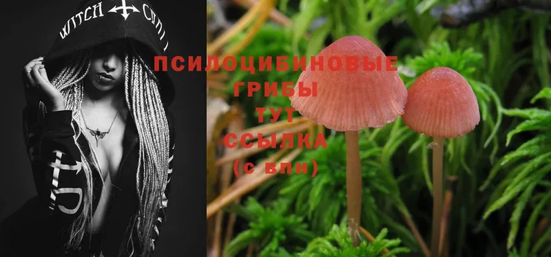 даркнет сайт  Муром  мега зеркало  Галлюциногенные грибы Magic Shrooms 